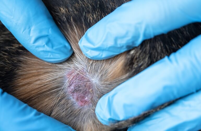 膿皮症のイメージ