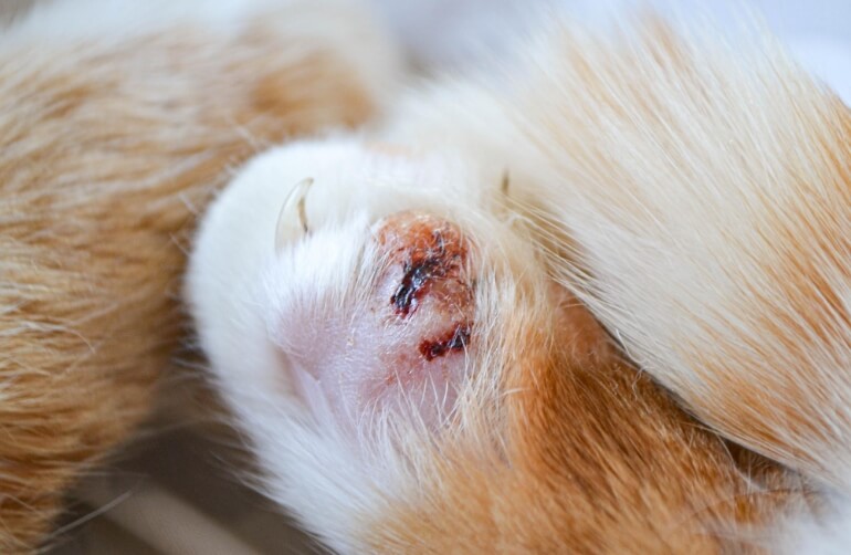 外耳炎のイメージ