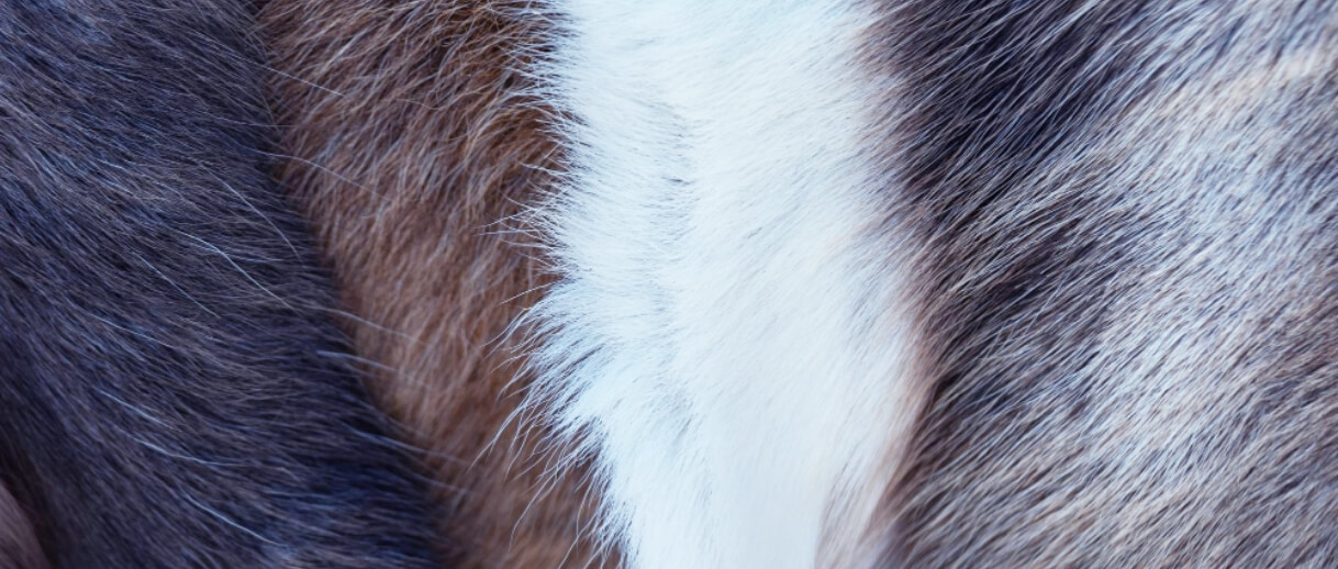 動物の毛並み