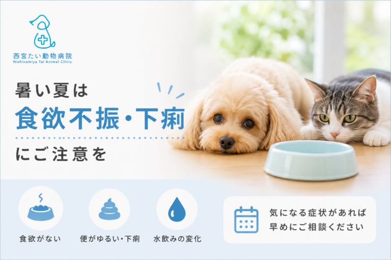猛暑本番、愛犬・愛猫の「食欲不振」「下痢」にご注意｜西宮たい動物病院
