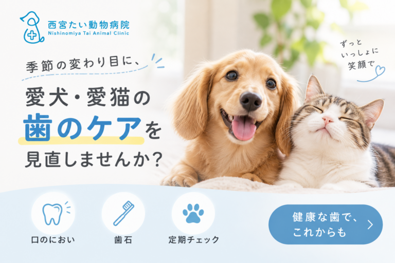 季節の変わり目に、愛犬・愛猫の歯のケアを見直しませんか｜西宮たい動物病院