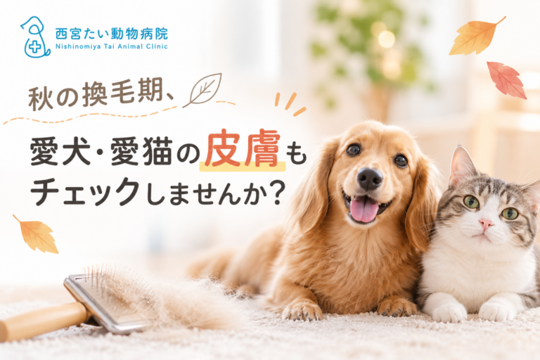 秋の換毛期、愛犬・愛猫の皮膚もチェックしませんか｜西宮たい動物病院